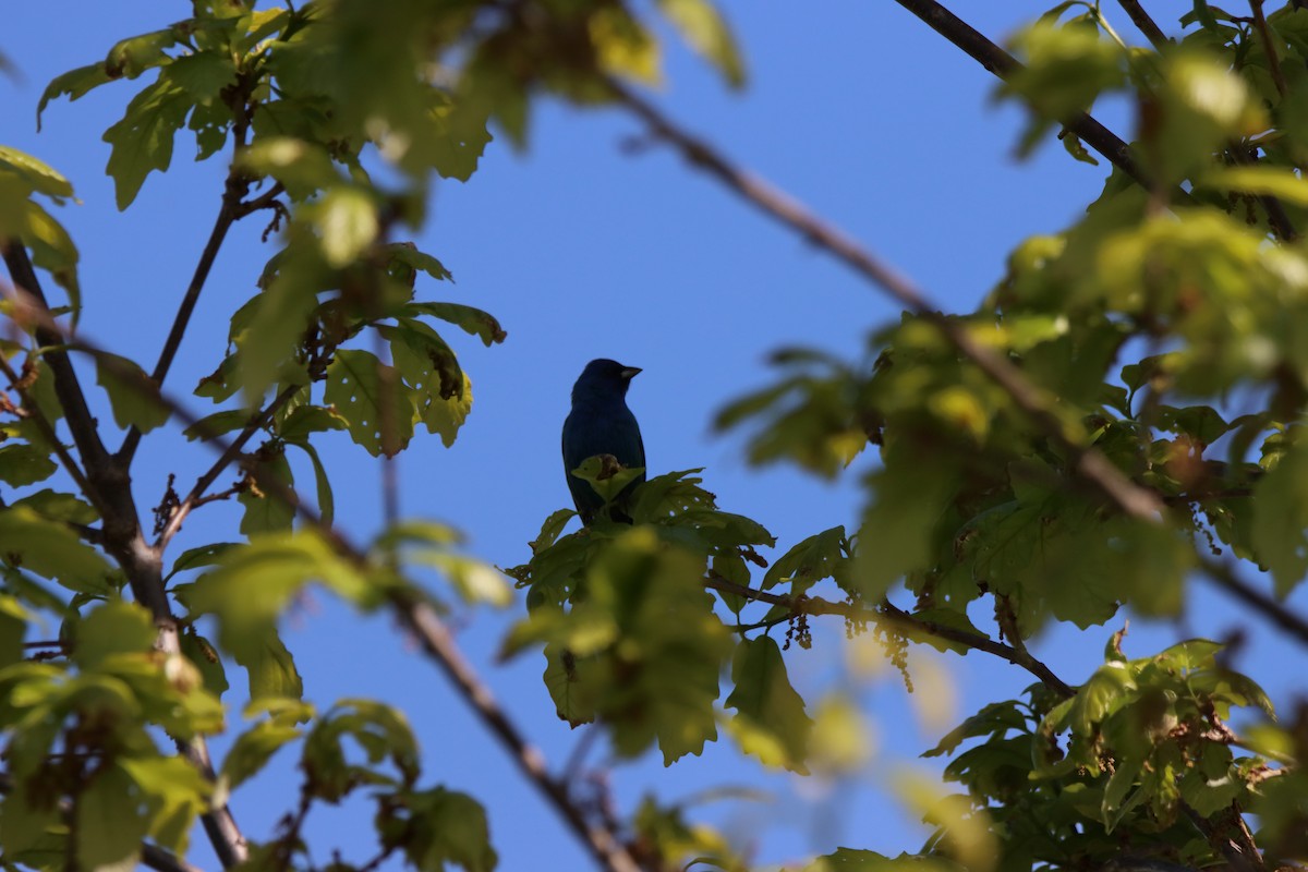 Indigo Bunting - Vicky Atkinson