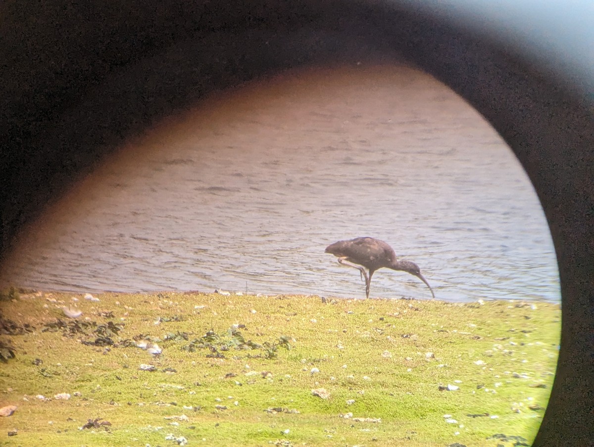 Glossy Ibis - Andrew Steele