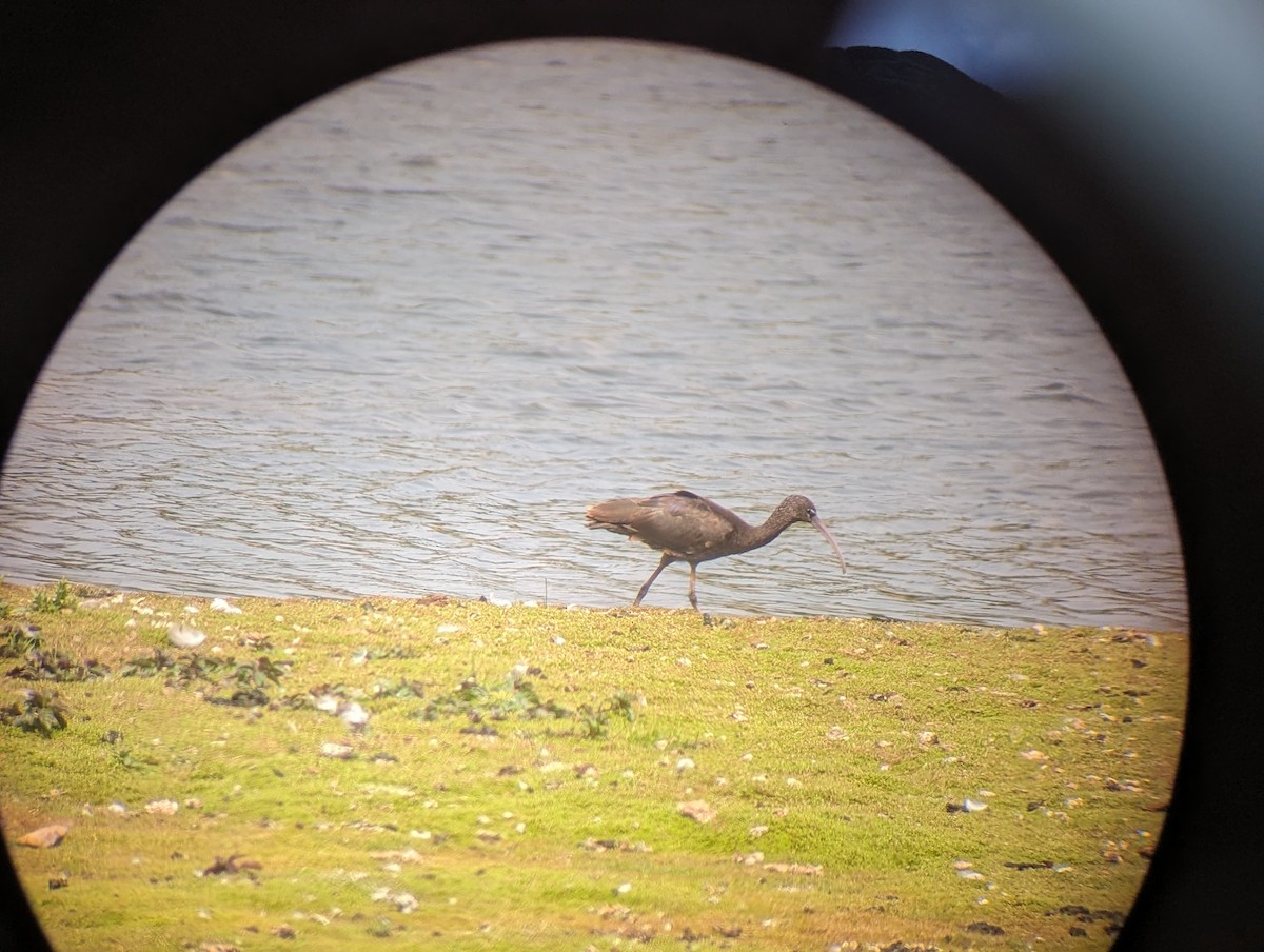 Glossy Ibis - Andrew Steele