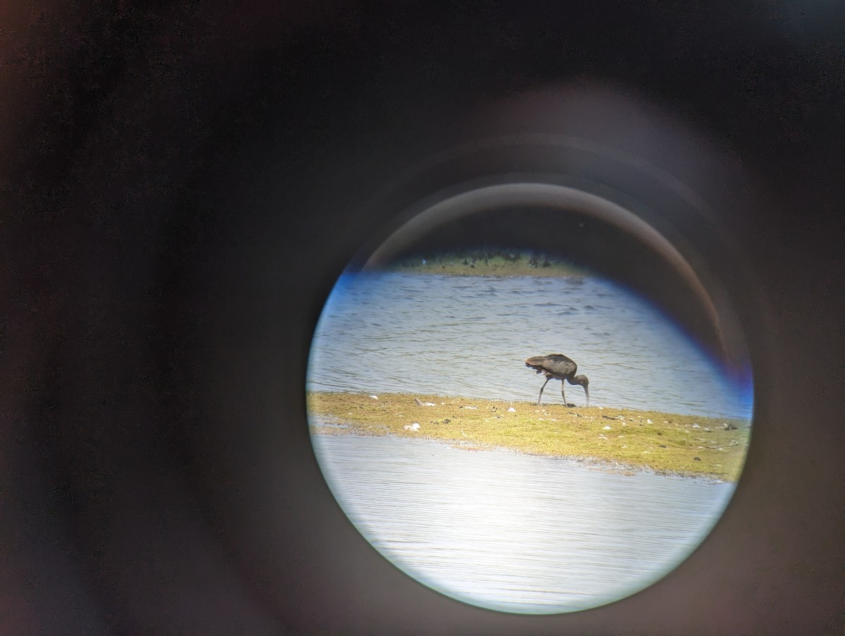 Glossy Ibis - Andrew Steele