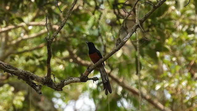 White-rumped Shama - ML618954564