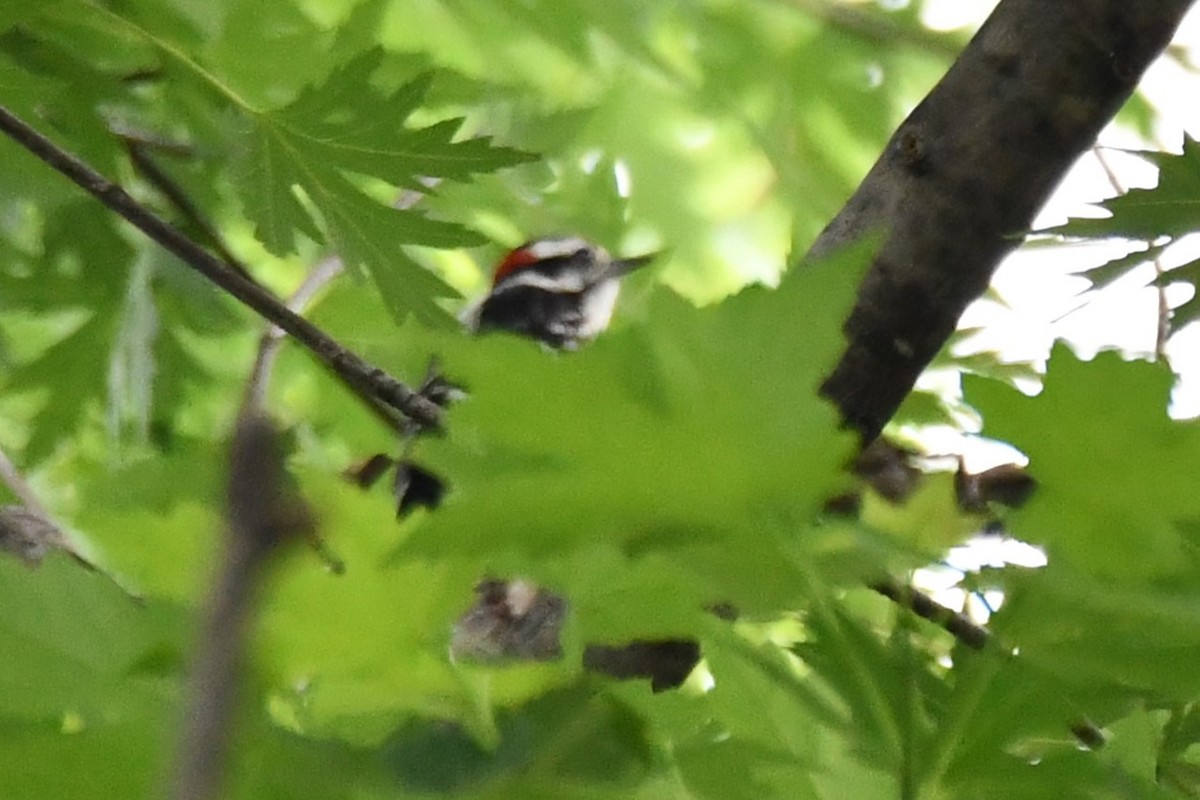 Downy Woodpecker - Carmen Ricer