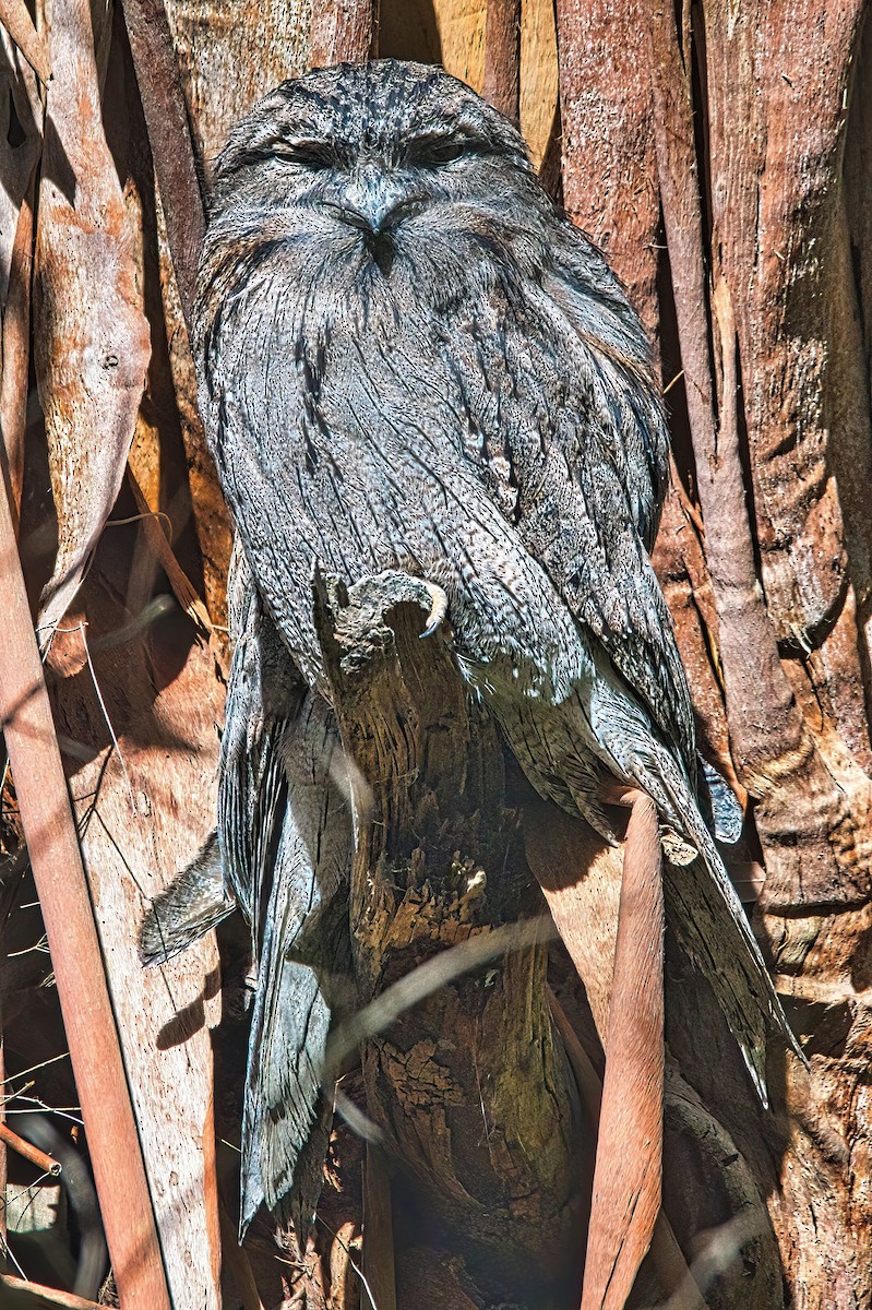 Tawny Frogmouth - Alfons  Lawen