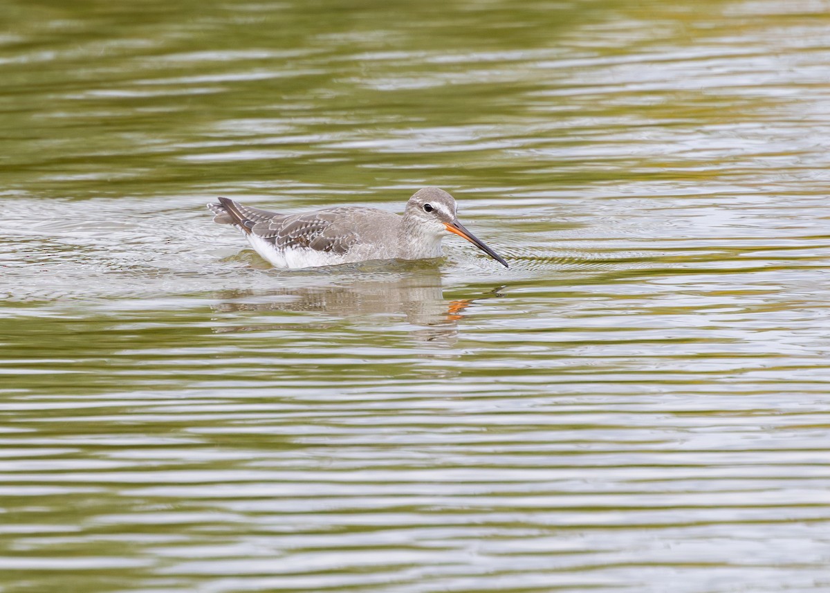 Spotted Redshank - Nathaniel Dargue