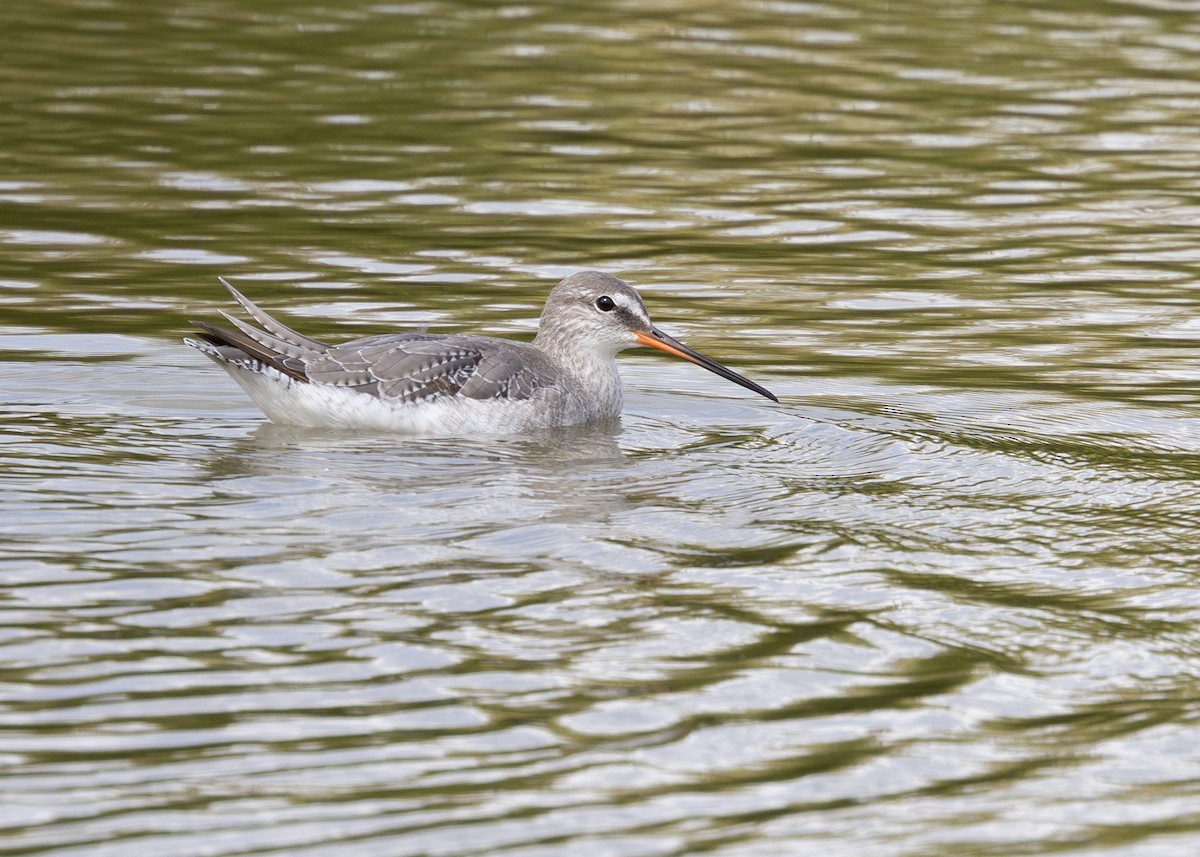 Spotted Redshank - Nathaniel Dargue