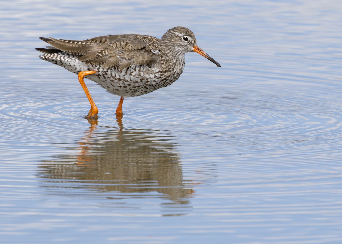 Common Redshank - Nathaniel Dargue