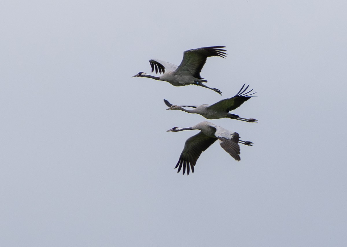 Common Crane - Nathaniel Dargue