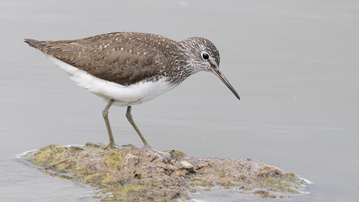 Green Sandpiper - Nathaniel Dargue