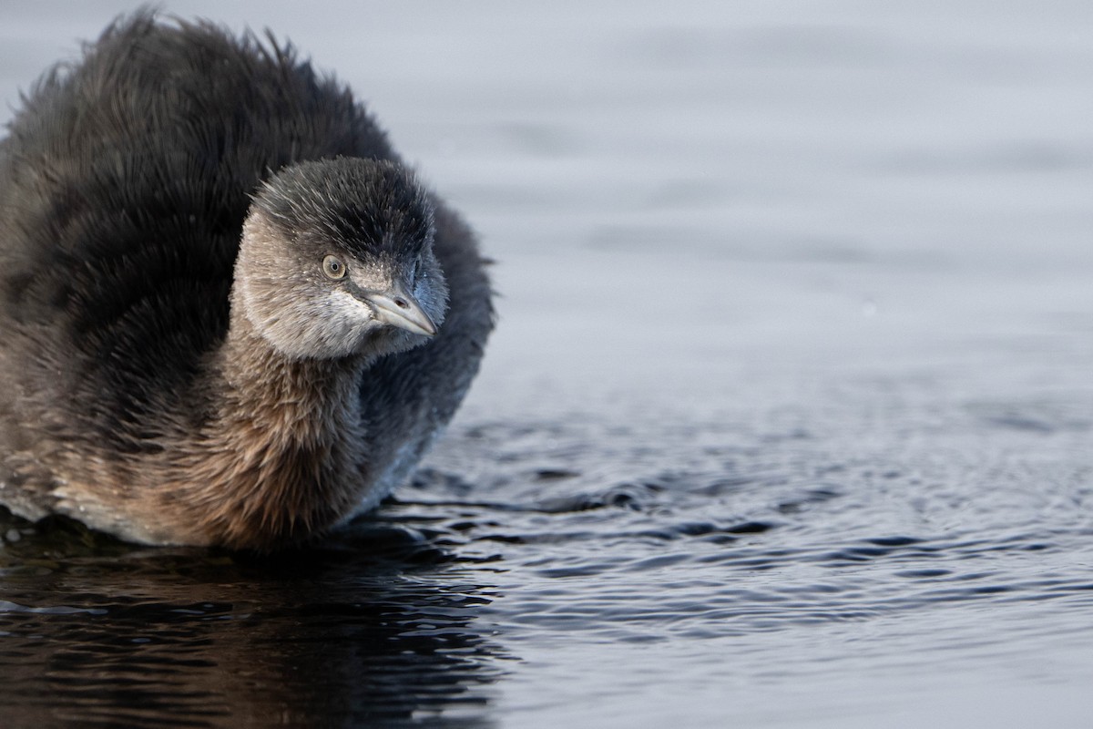 New Zealand Grebe - ML618954615