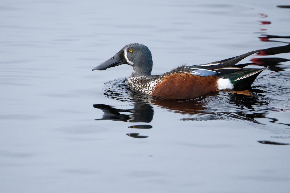 Australasian Shoveler - Brendan Tucker