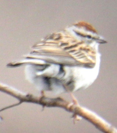 Chipping Sparrow - Samuel Harris