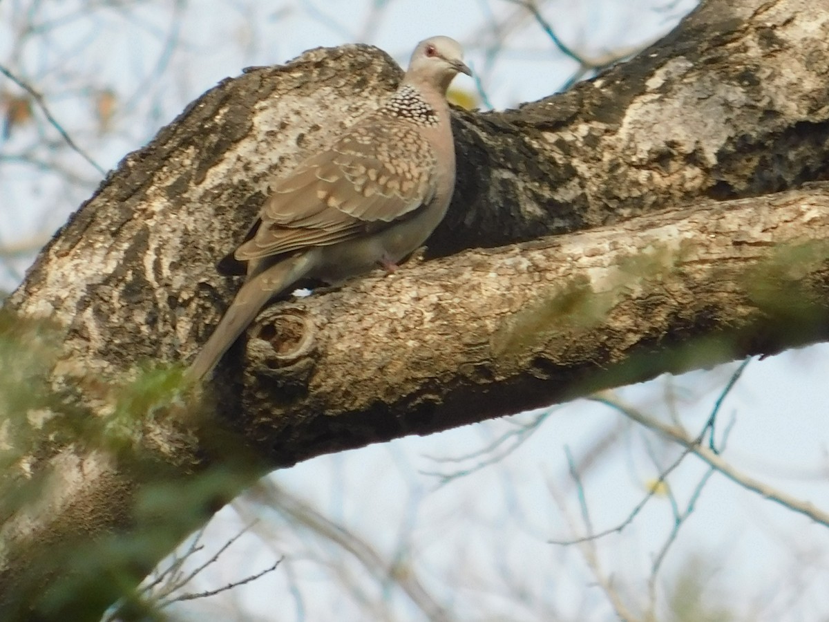 Spotted Dove - NARSINGH MANI
