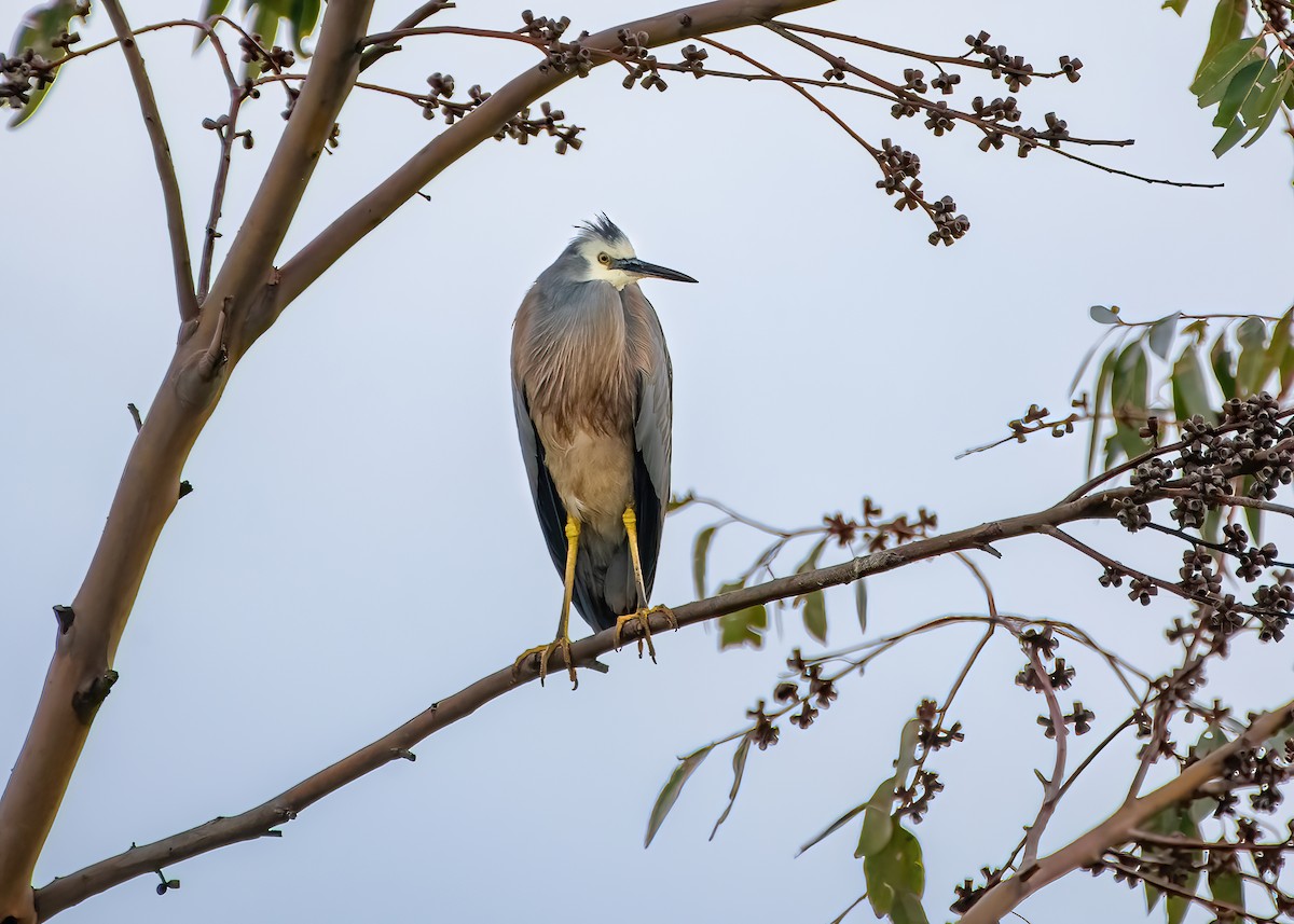 White-faced Heron - Jonathan Tickner