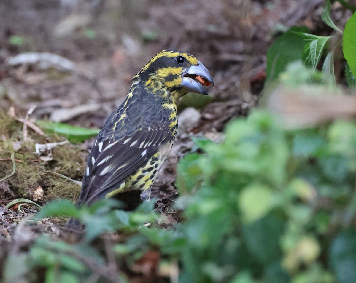 Spot-winged Grosbeak - Vijaya Lakshmi