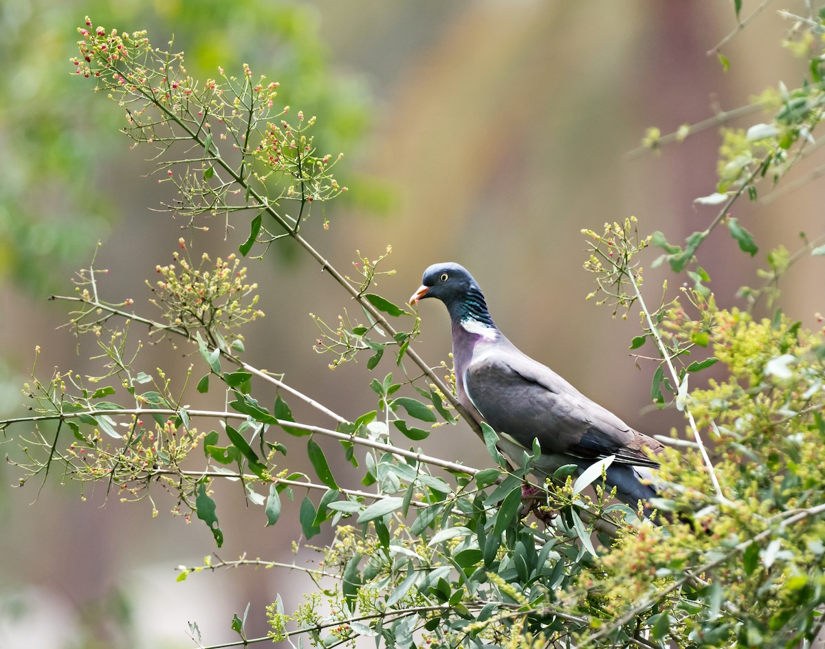 Common Wood-Pigeon - ML618954652