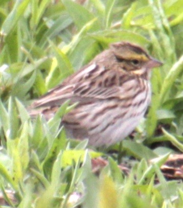 Savannah Sparrow (Savannah) - Samuel Harris