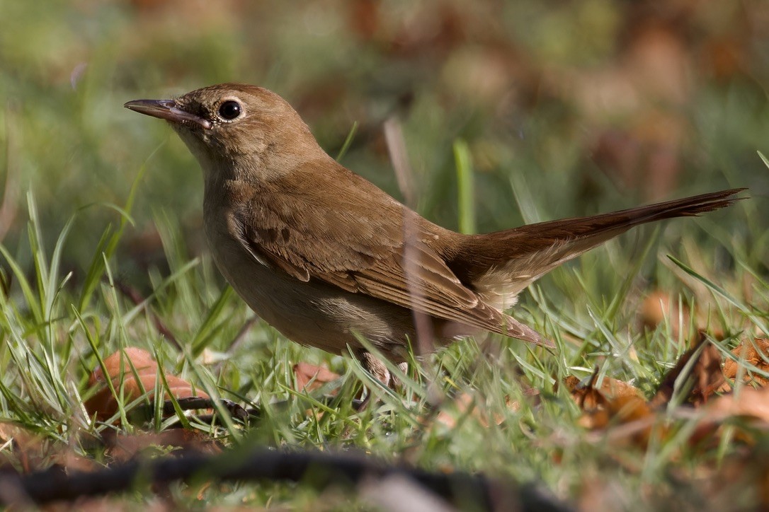 Common Nightingale (megarhynchos/africana) - Ted Burkett