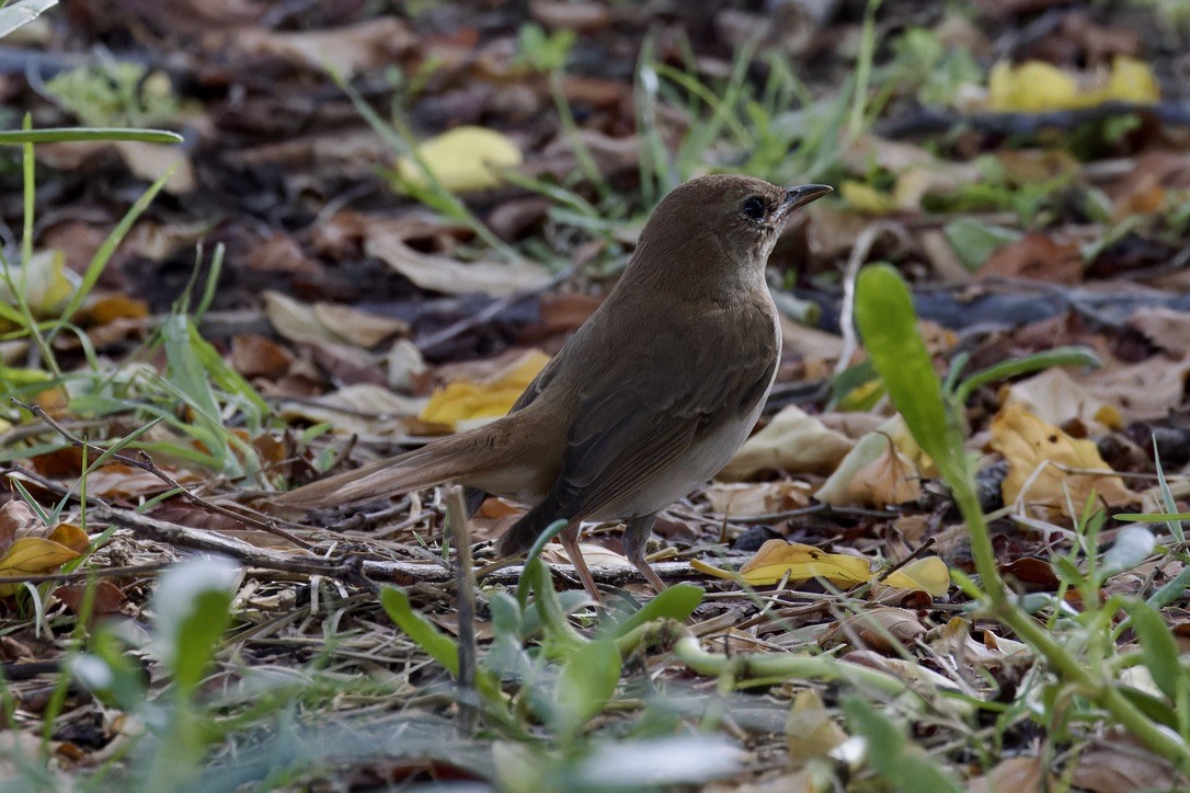 Common Nightingale (megarhynchos/africana) - Ted Burkett