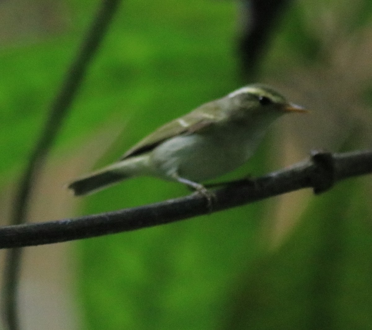 Western Crowned Warbler - Afsar Nayakkan