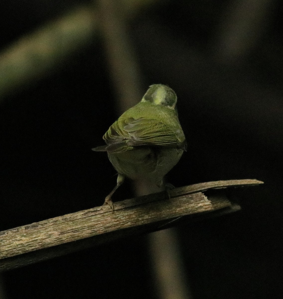 Western Crowned Warbler - Afsar Nayakkan