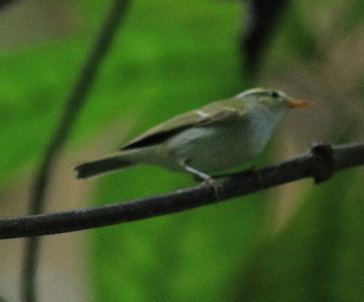 Western Crowned Warbler - Afsar Nayakkan