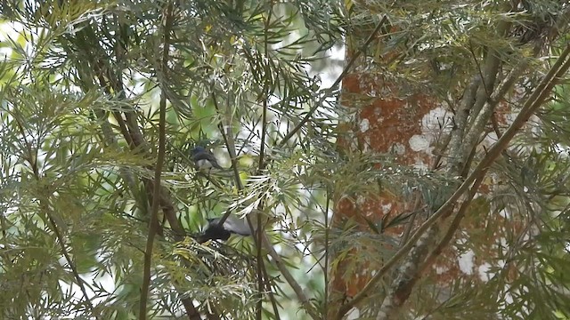 Black-naped Monarch - ML618954701