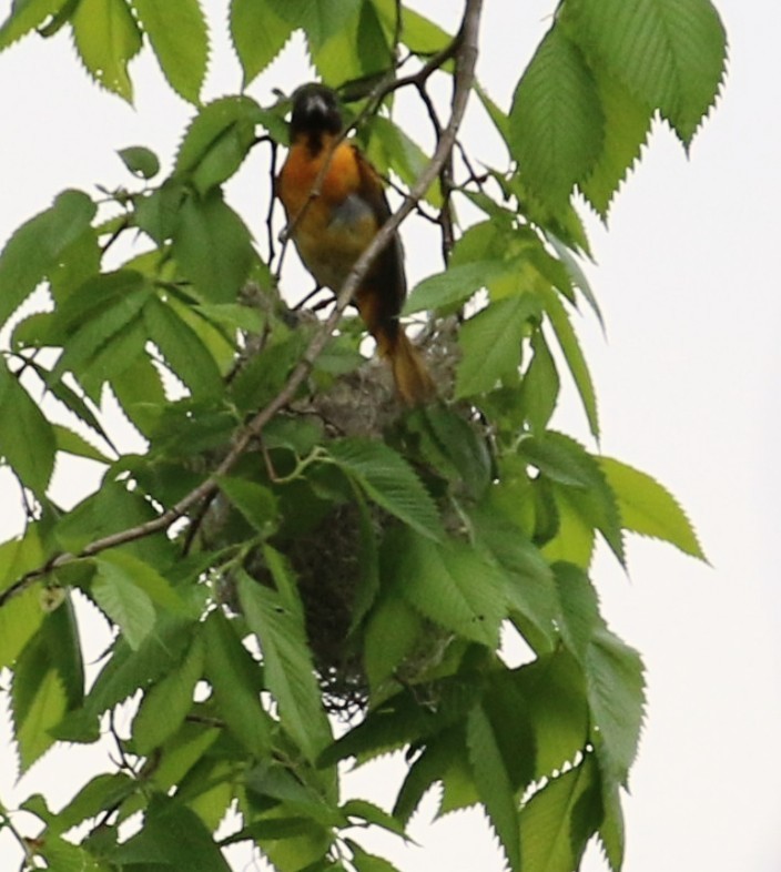 Baltimore Oriole - Phil Mills