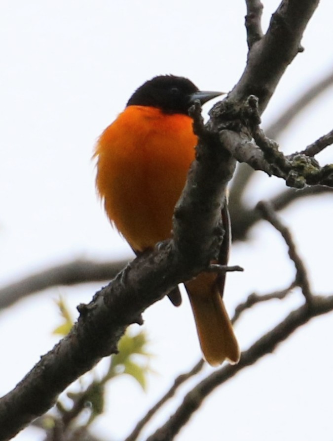 Baltimore Oriole - Phil Mills