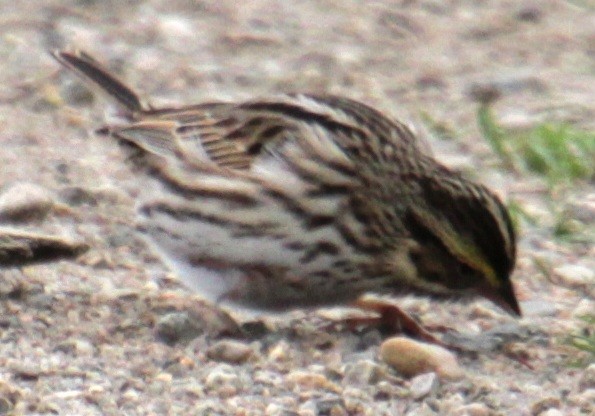 Savannah Sparrow (Savannah) - Samuel Harris