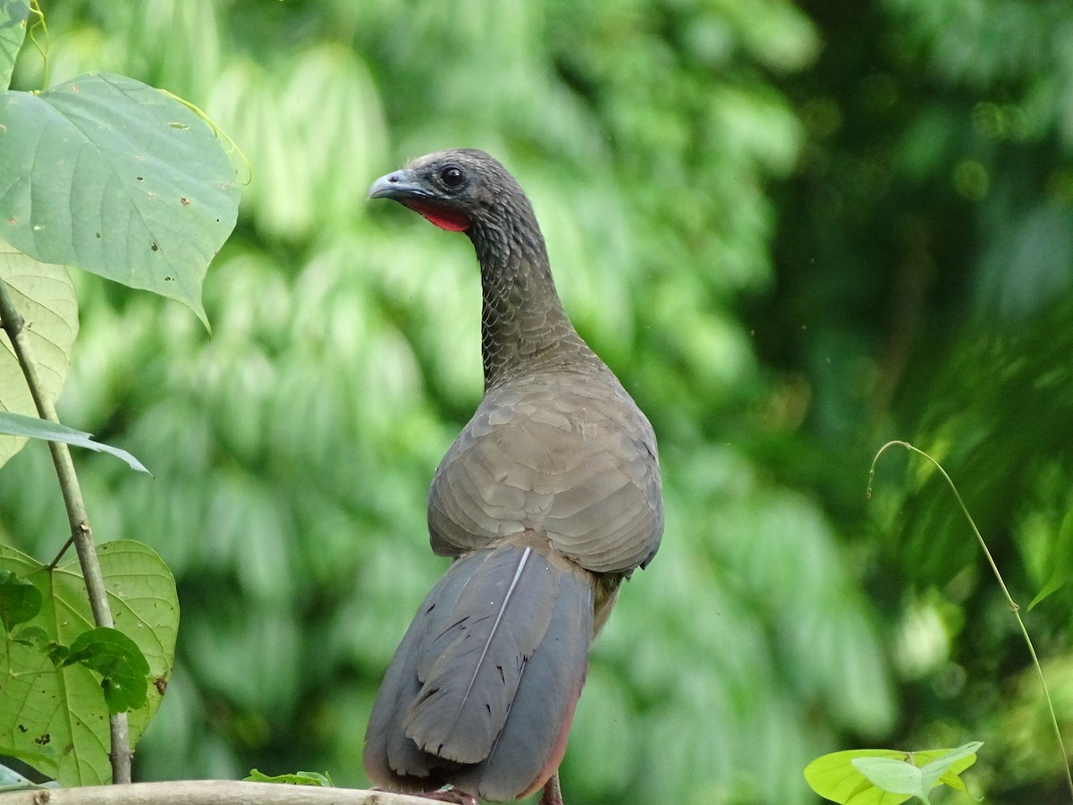 Colombian Chachalaca - WILLIAM SALGADO ACOSTA