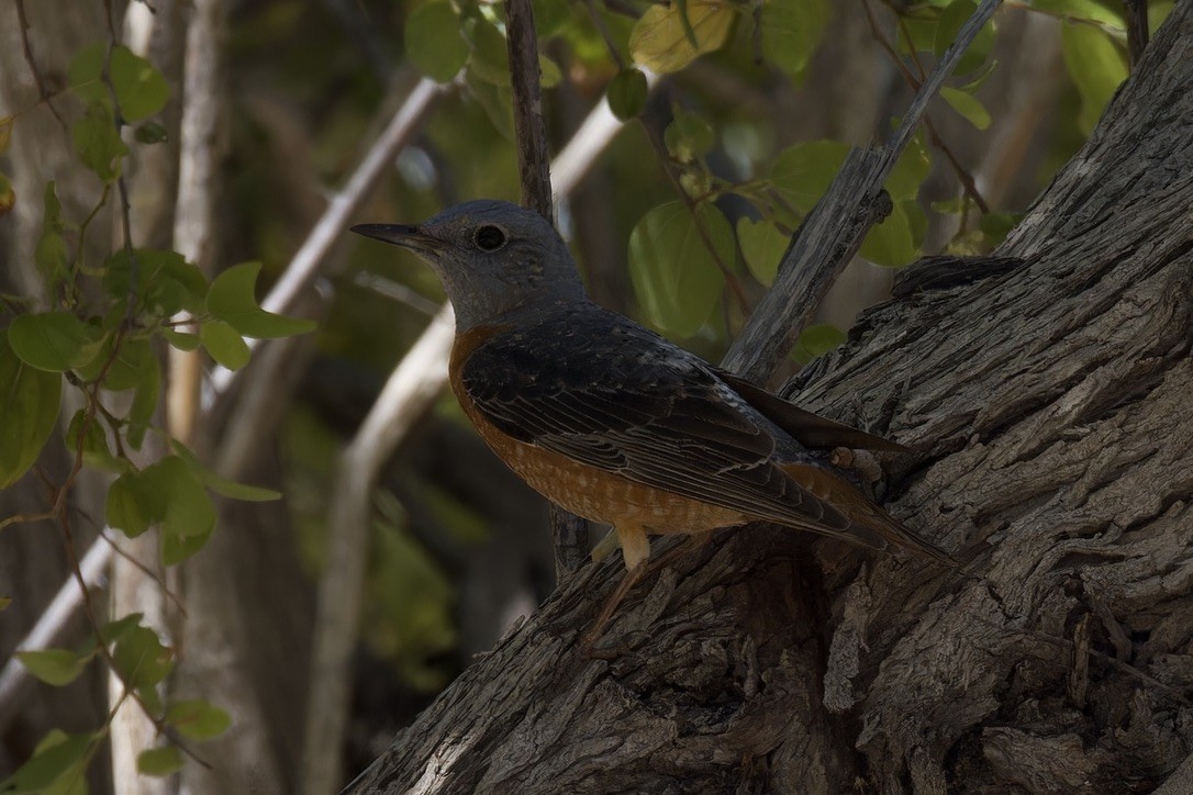 Rufous-tailed Rock-Thrush - ML618954731