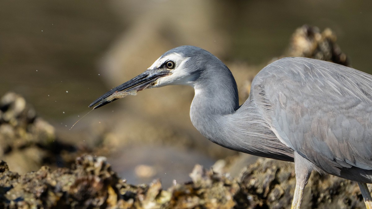 White-faced Heron - Brendan Tucker