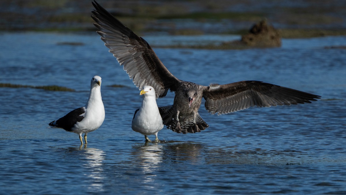 Kelp Gull - ML618954746