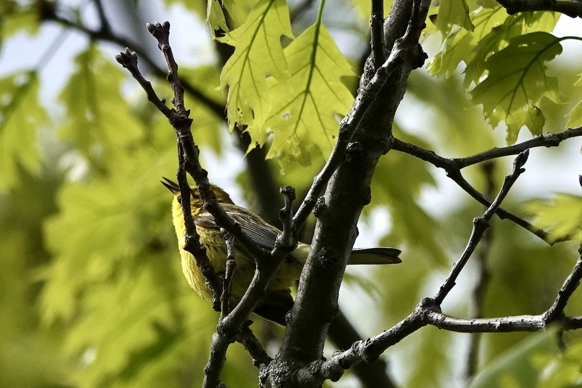 Prairie Warbler - Kris Starke