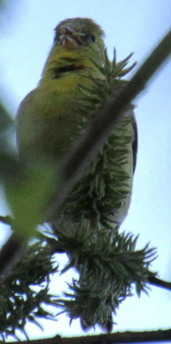 American Goldfinch - Samuel Harris