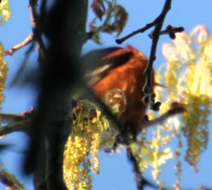 Orchard Oriole - Samuel Harris