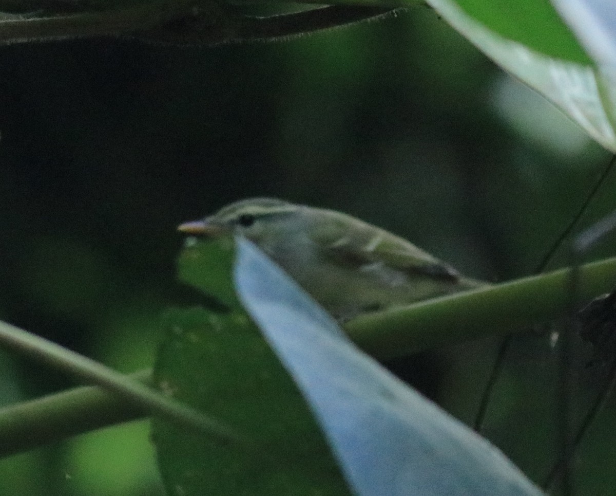 Western Crowned Warbler - Afsar Nayakkan