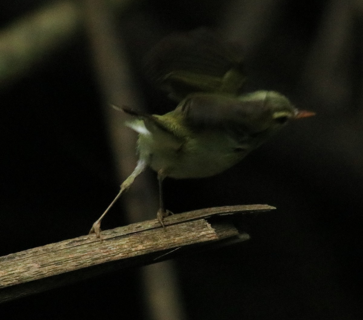 Western Crowned Warbler - Afsar Nayakkan