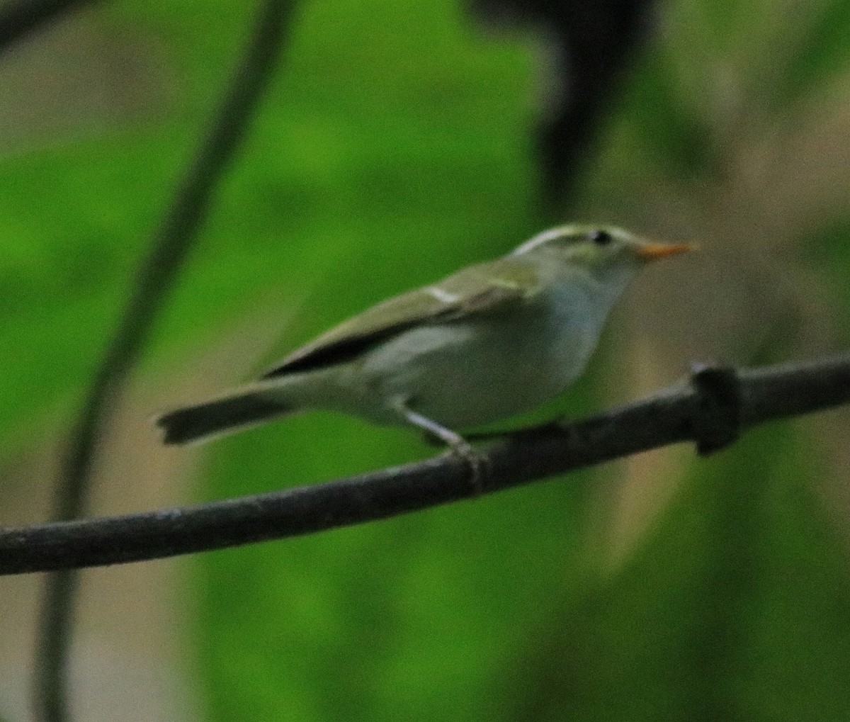 Western Crowned Warbler - Afsar Nayakkan