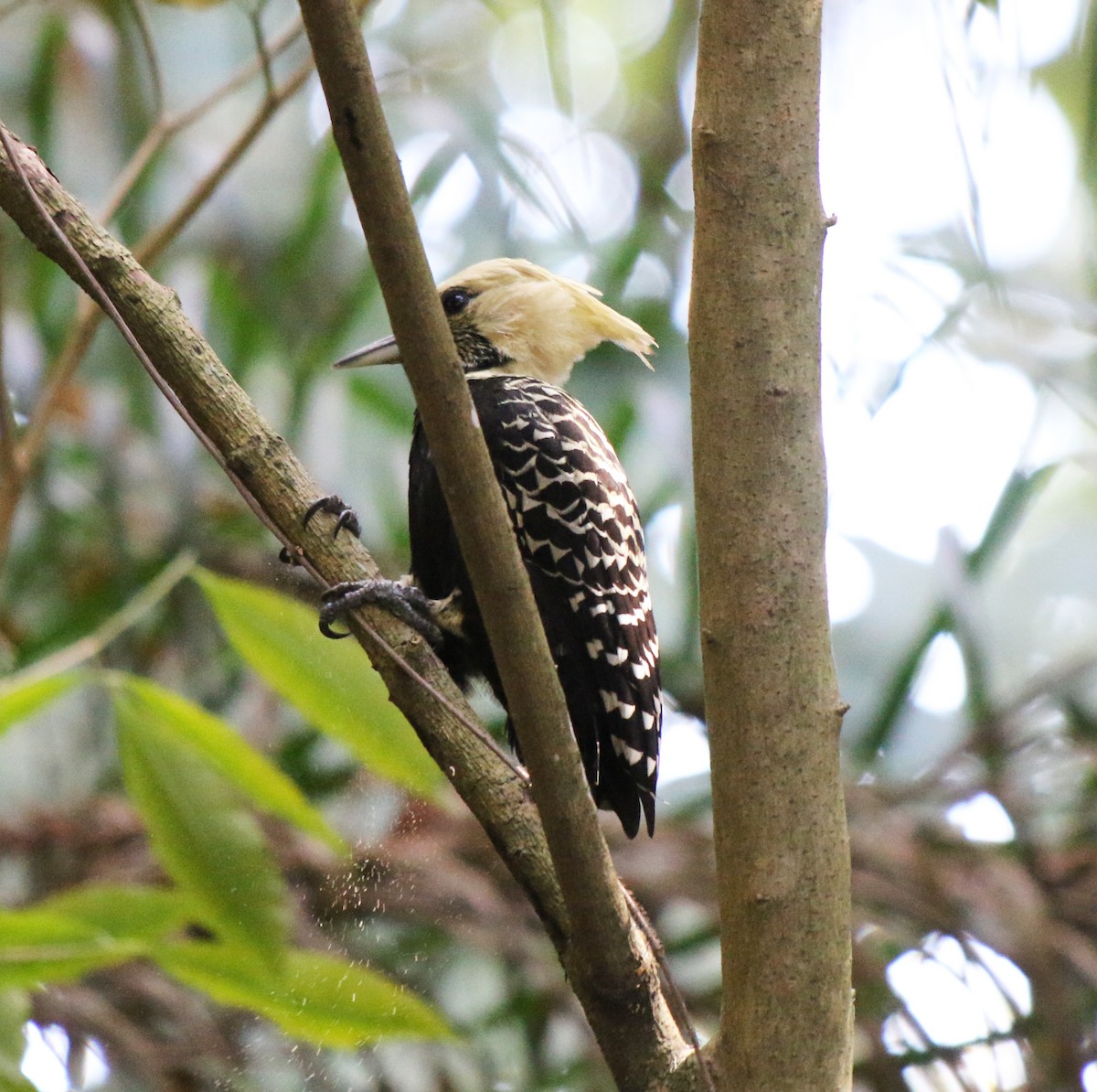 Blond-crested Woodpecker - Feliciano Lumini