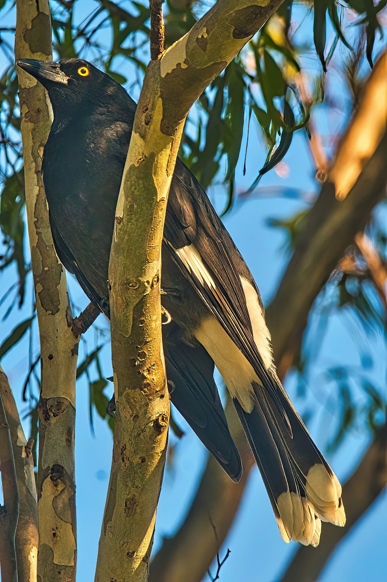 Pied Currawong - ML618954824