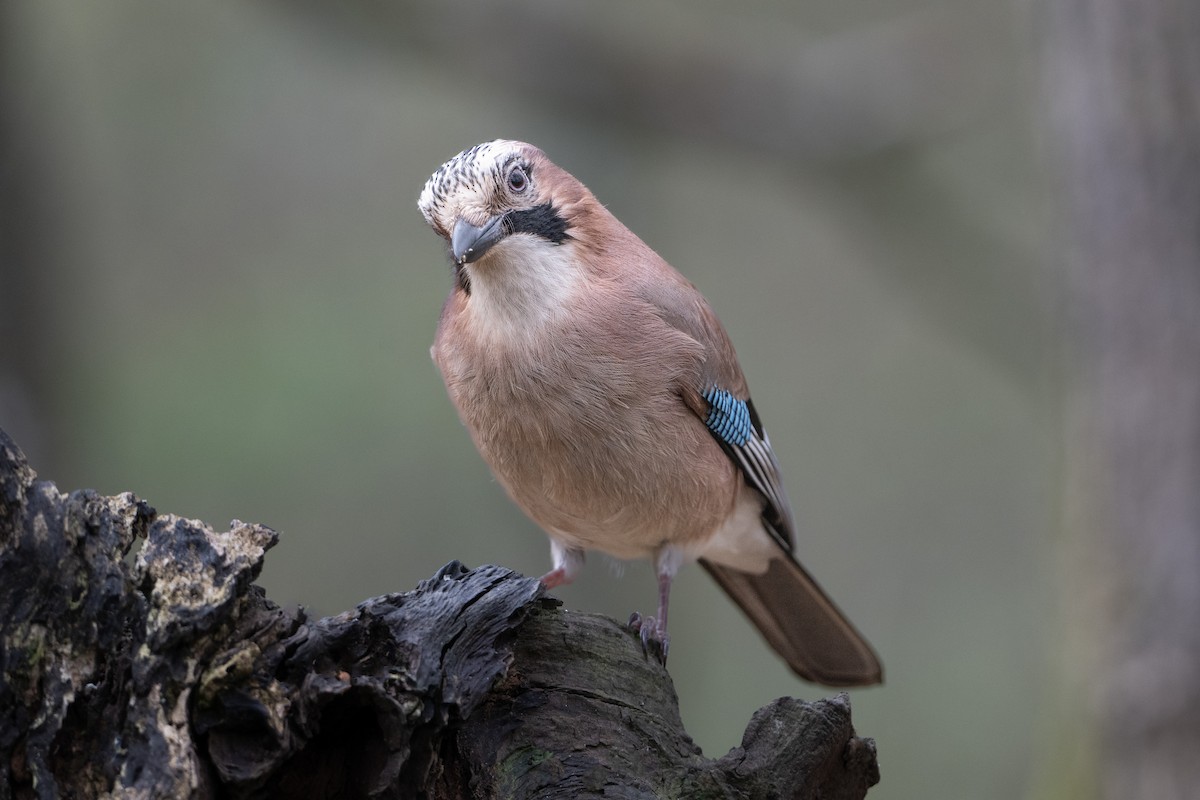 Eurasian Jay - Guido Van den Troost