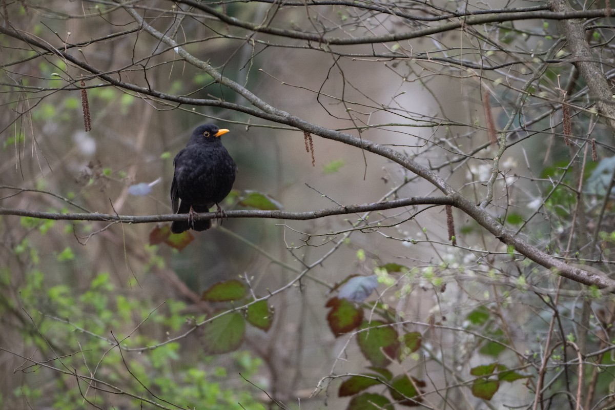 Eurasian Blackbird - Guido Van den Troost