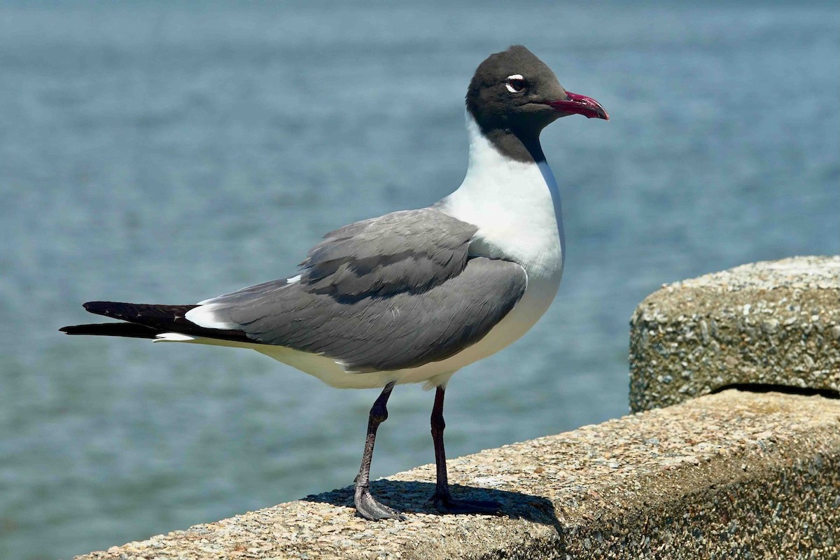 Laughing Gull - Joseph Wunderle