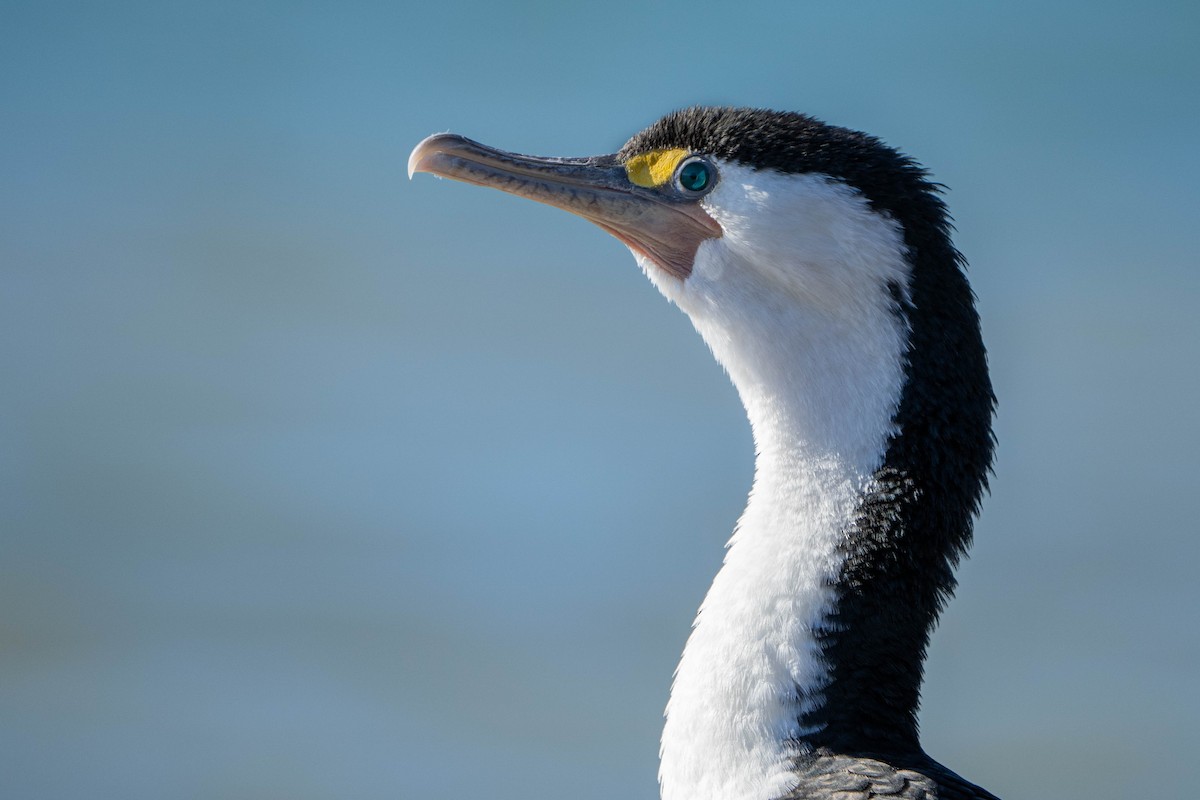 Pied Cormorant - Brendan Tucker