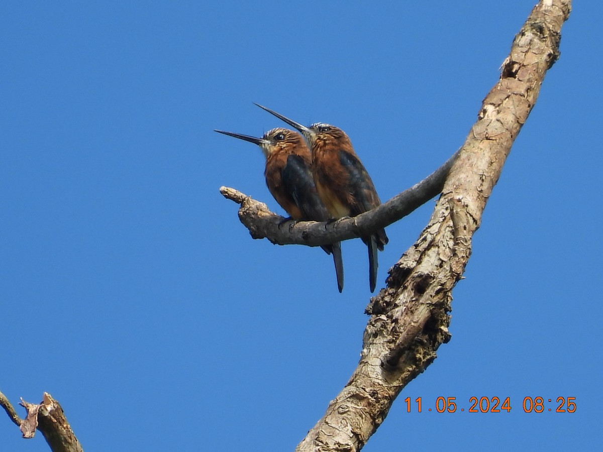 Brown Jacamar - ML618954899