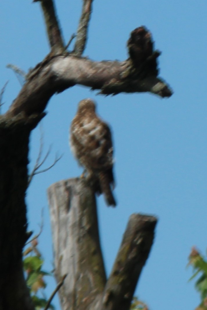 Red-shouldered Hawk - Vera Wiest