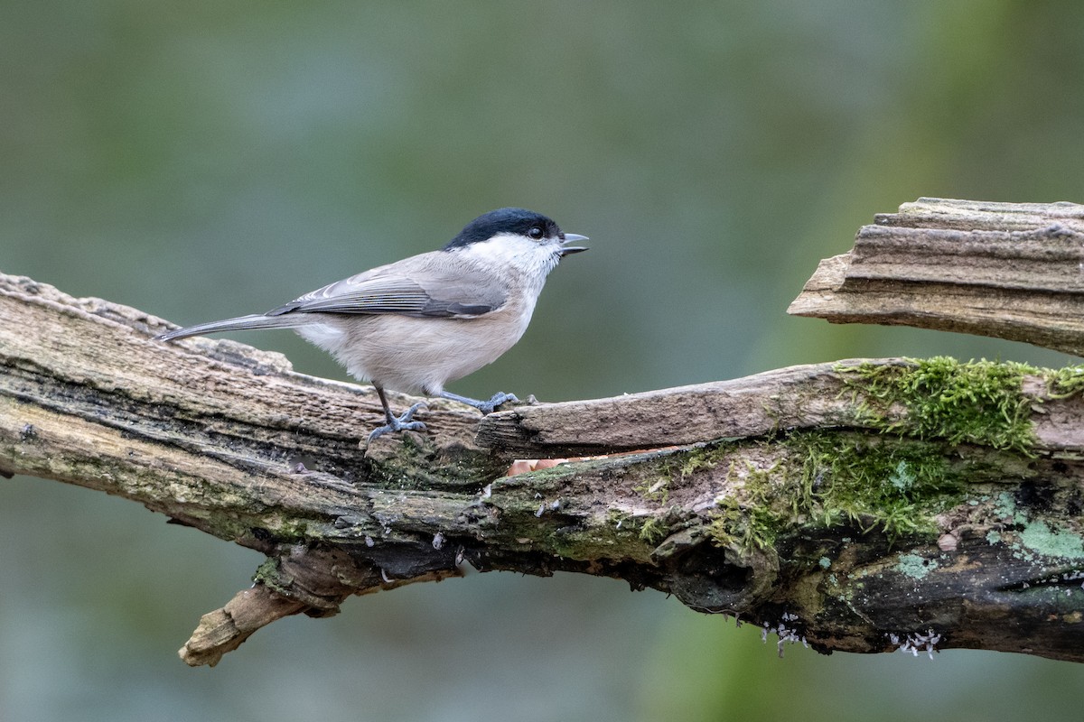 Marsh Tit - Guido Van den Troost