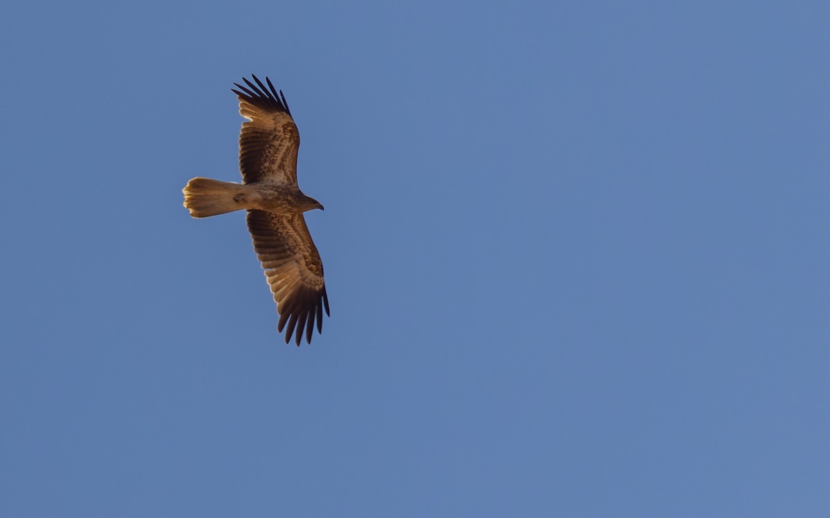 Whistling Kite - Geoff Dennis