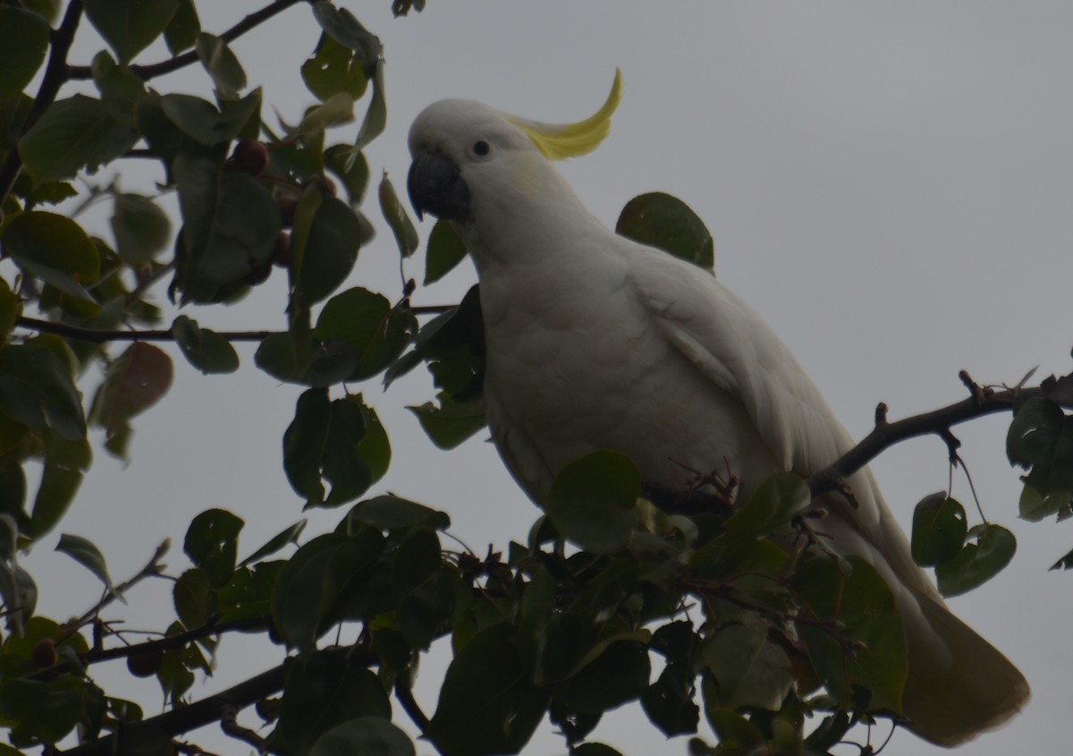 Sulphur-crested Cockatoo - ML618954931